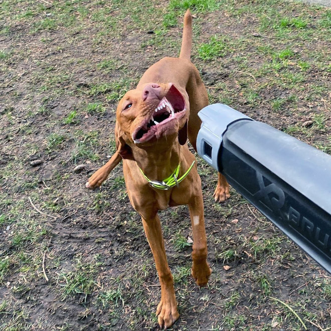 Dog vs. leaf blower.