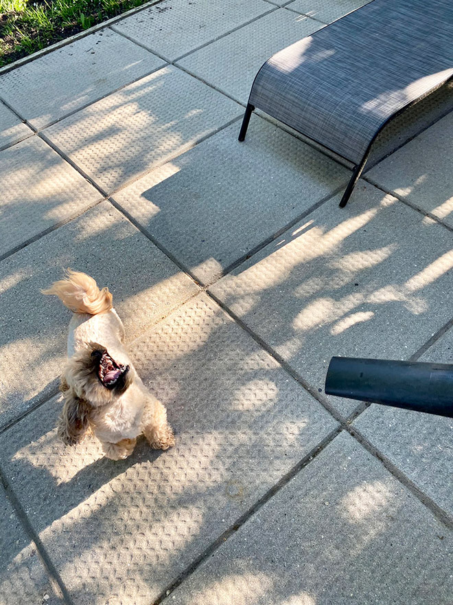 Dog vs. leaf blower.