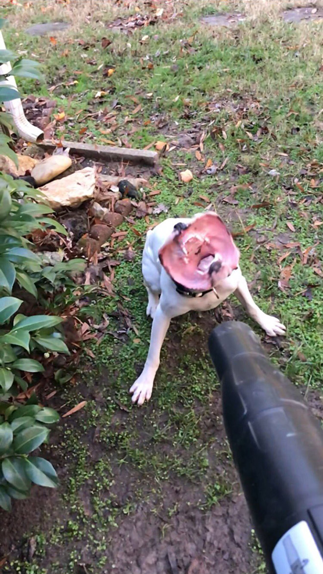 Dog vs. leaf blower.