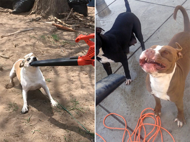 Dogs vs. leaf blowers.