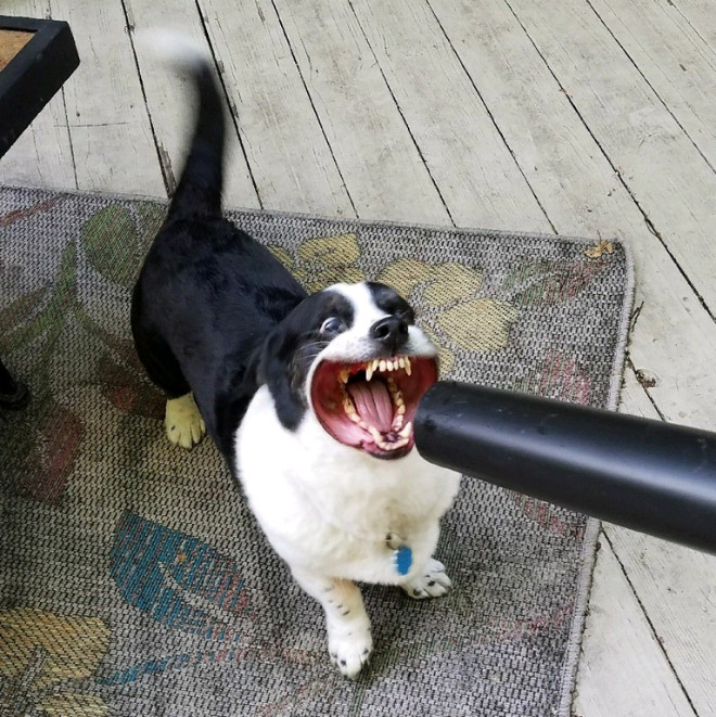 Dog vs. leaf blower.