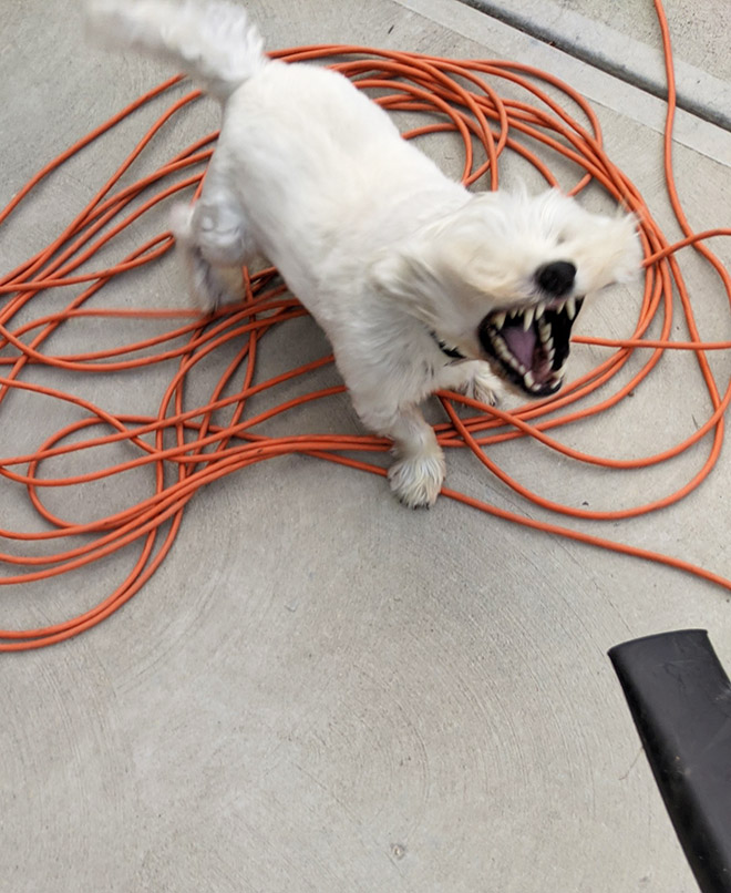 Dog vs. leaf blower.