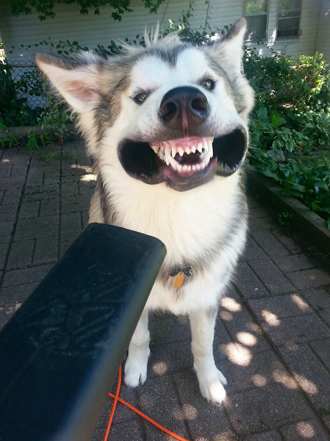 Dog vs. leaf blower.