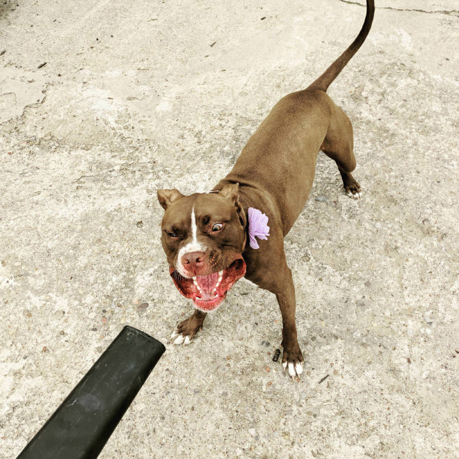 Dog vs. leaf blower.