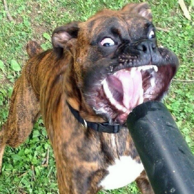 Dog vs. leaf blower.