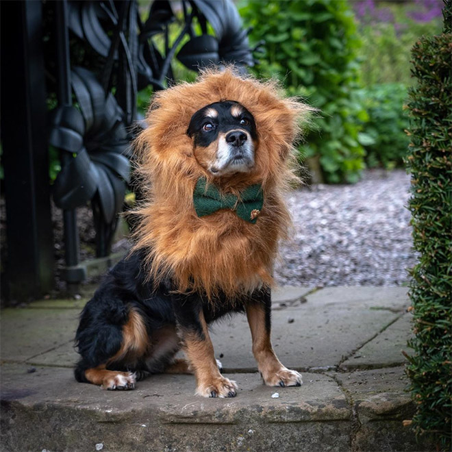 Dog wearing a lion's mane hat.