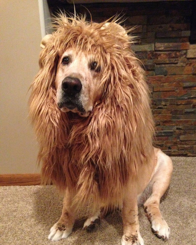 Dog wearing a lion's mane hat.