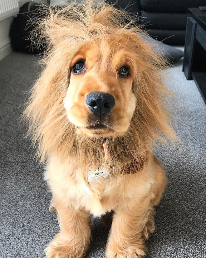 Dog wearing a lion's mane hat.