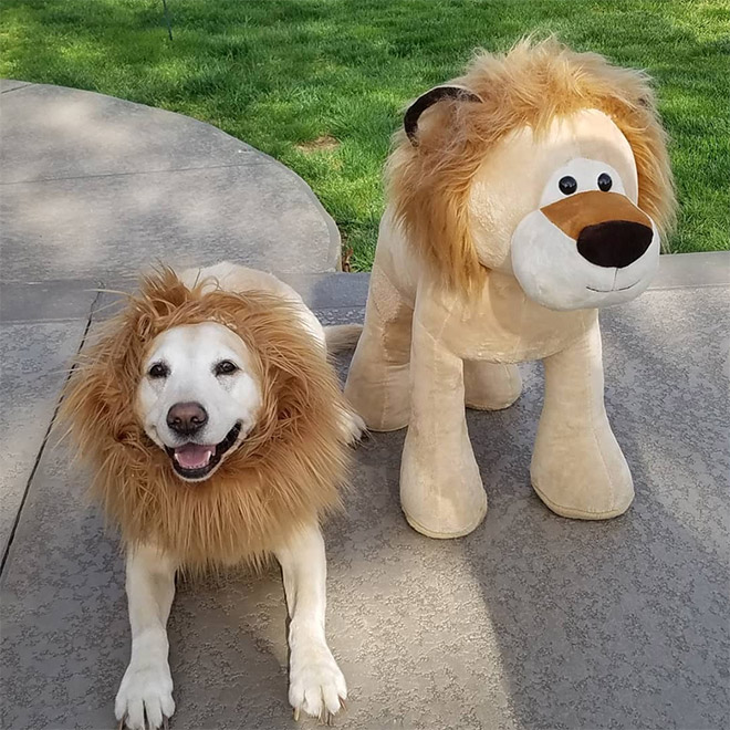 Dog wearing a lion's mane hat.