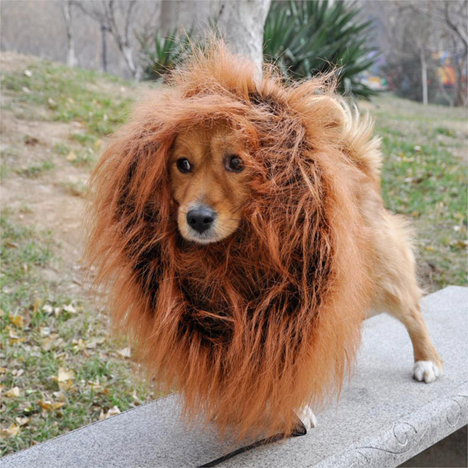 Dog wearing a lion's mane hat.