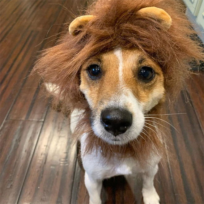 Dog wearing a lion's mane hat.