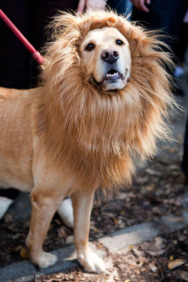 Dog wearing a lion's mane hat.