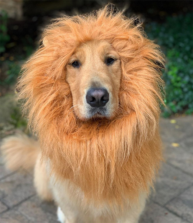 Dog wearing a lion's mane hat.