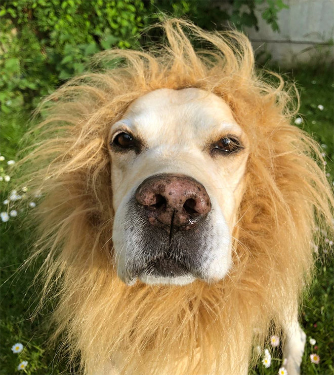 Dog wearing a lion's mane hat.