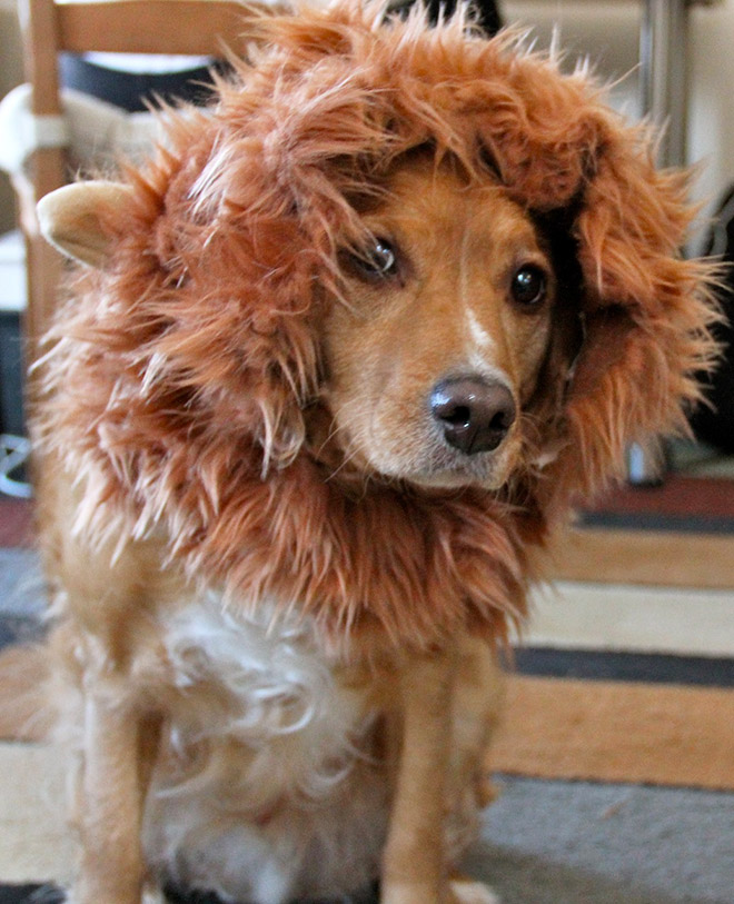 Dog wearing a lion's mane hat.