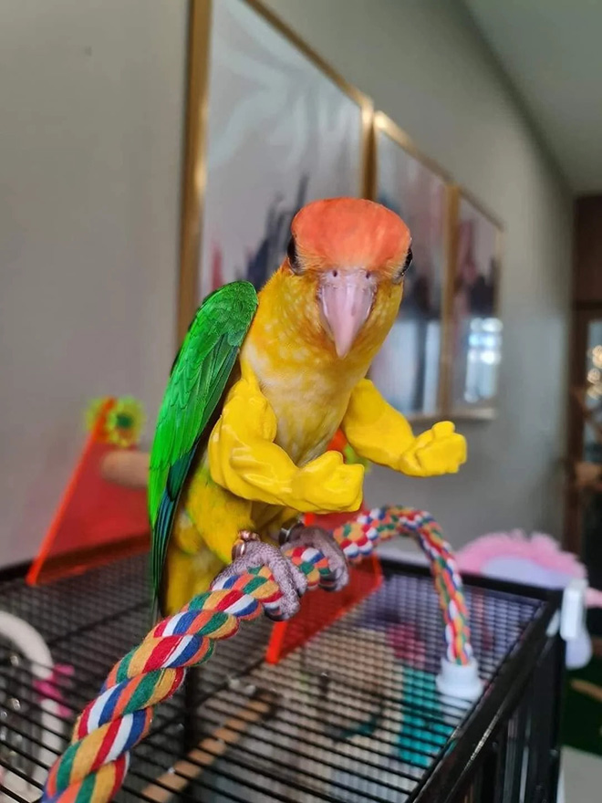 3D printed parrot arms.