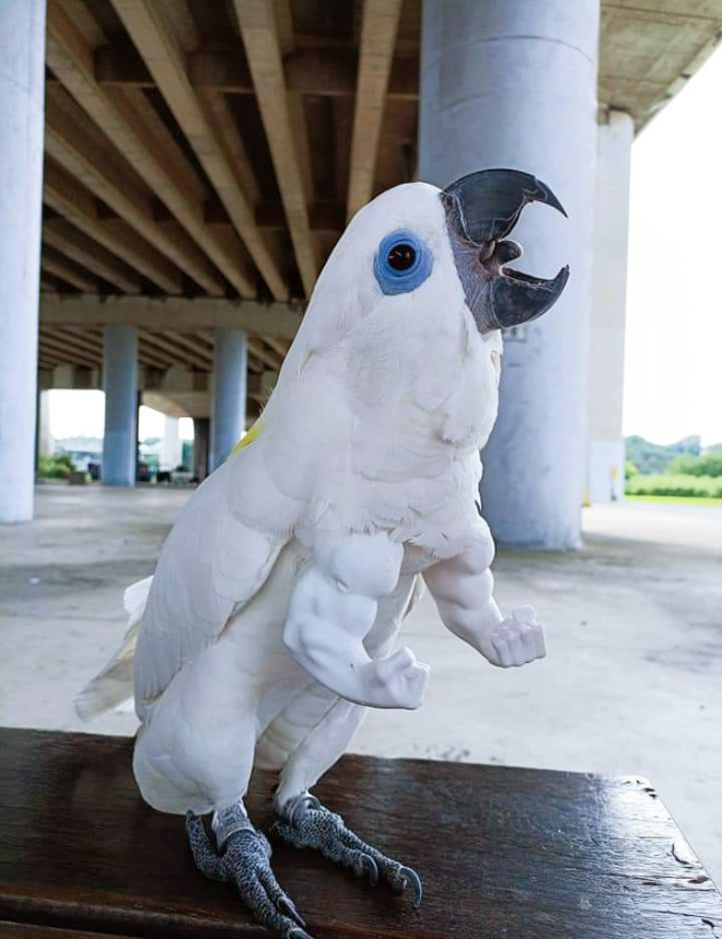 3D printed parrot arms.