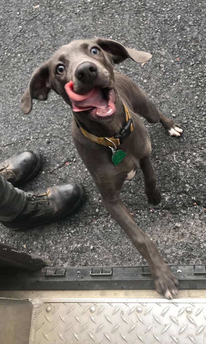 Sometimes UPS drivers meet awesome dogs...