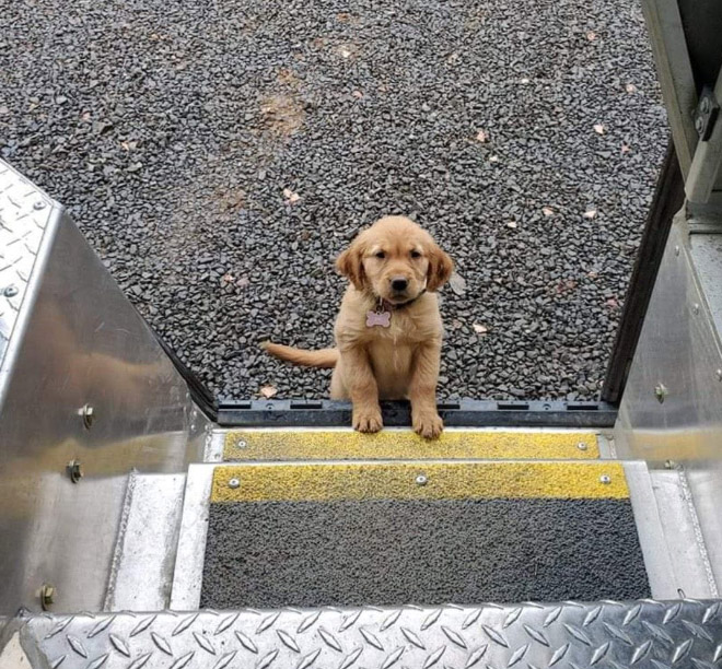 Sometimes UPS drivers meet awesome dogs...