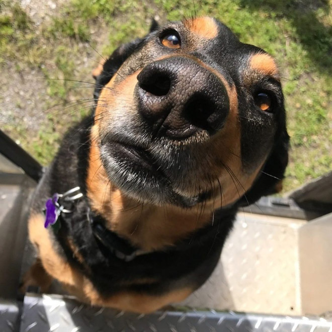 Sometimes UPS drivers meet awesome dogs...