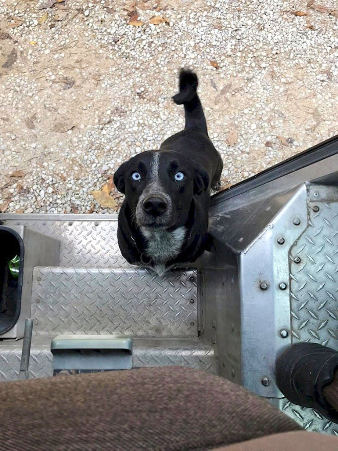 Sometimes UPS drivers meet awesome dogs...