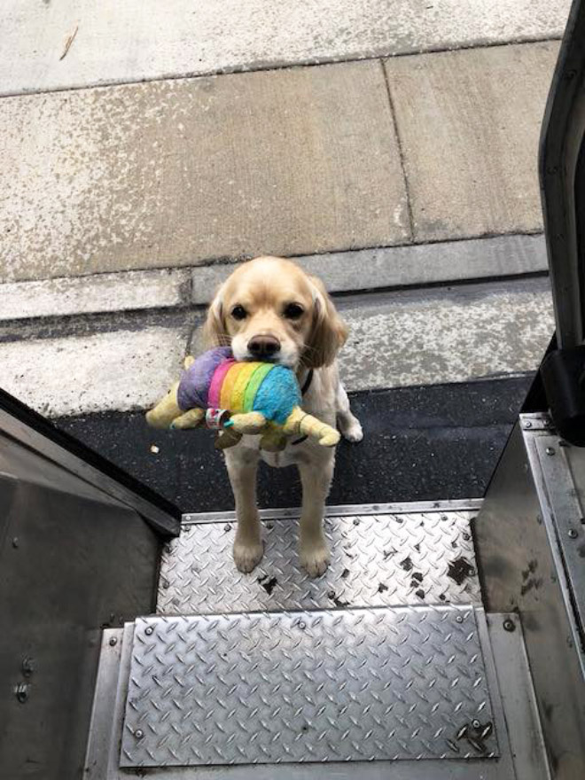 Sometimes UPS drivers meet awesome dogs...