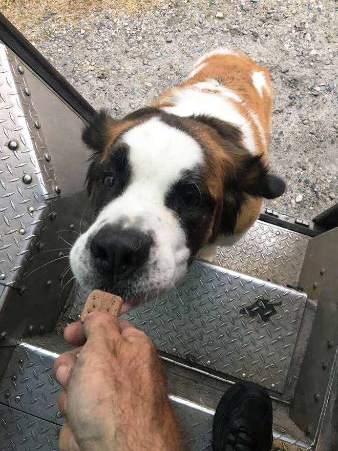 Sometimes UPS drivers meet awesome dogs...