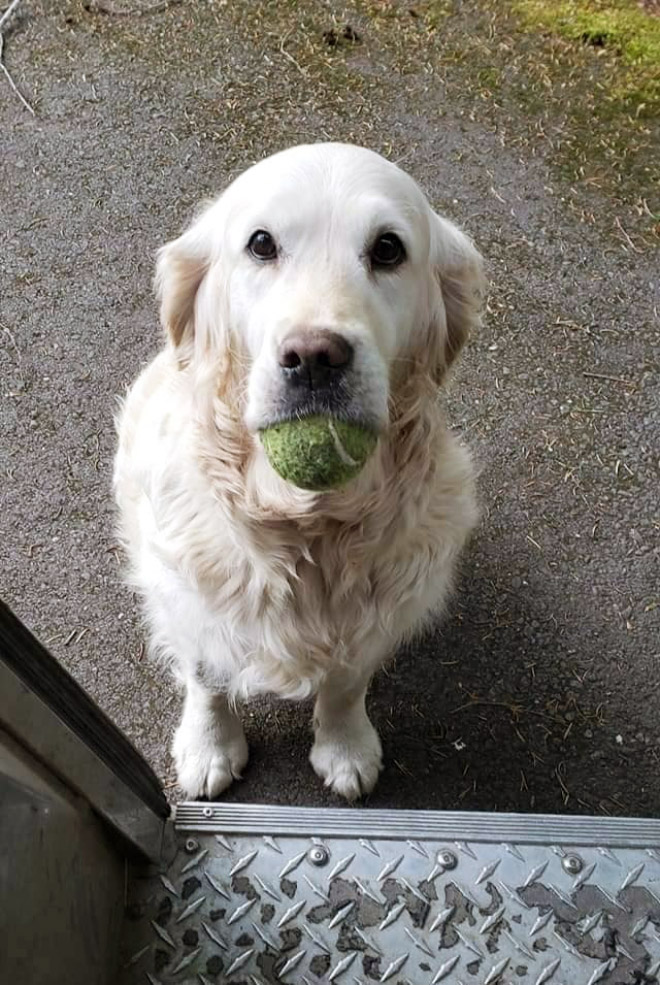 Sometimes UPS drivers meet awesome dogs...