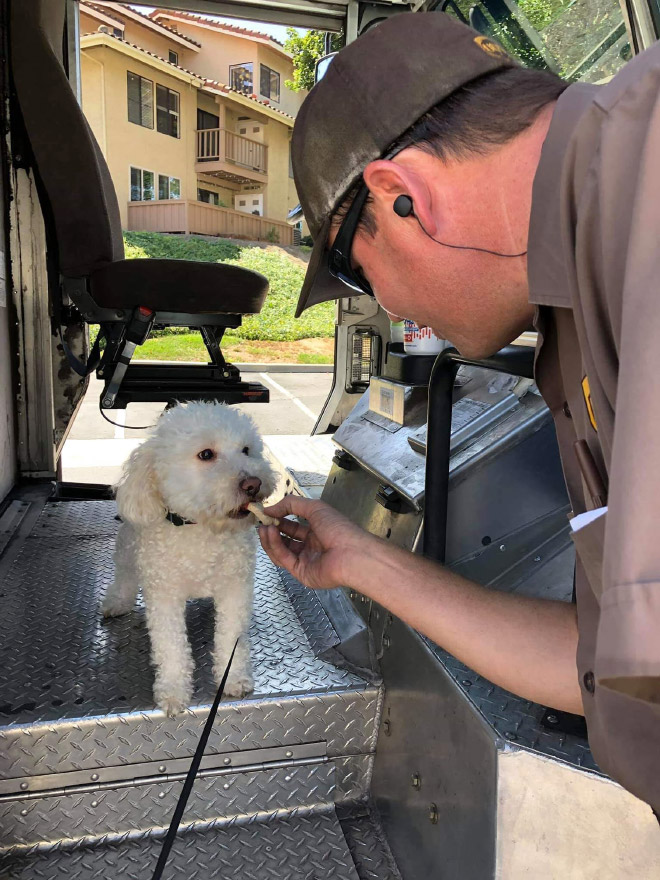 Sometimes UPS drivers meet awesome dogs...