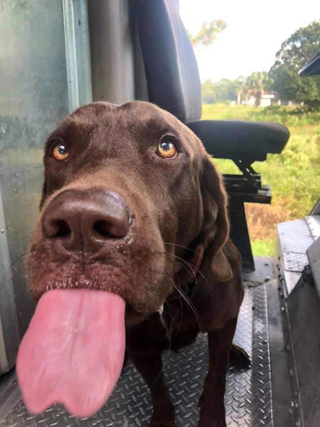 Sometimes UPS drivers meet awesome dogs...