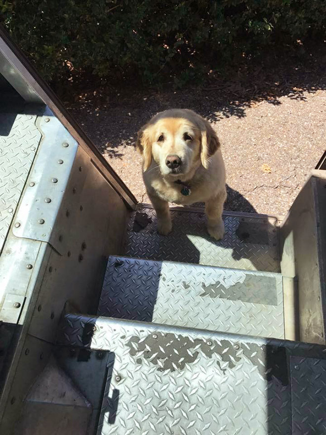 Sometimes UPS drivers meet awesome dogs...