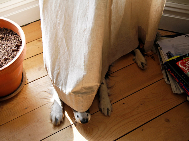 Dogs are terrible at hiding.