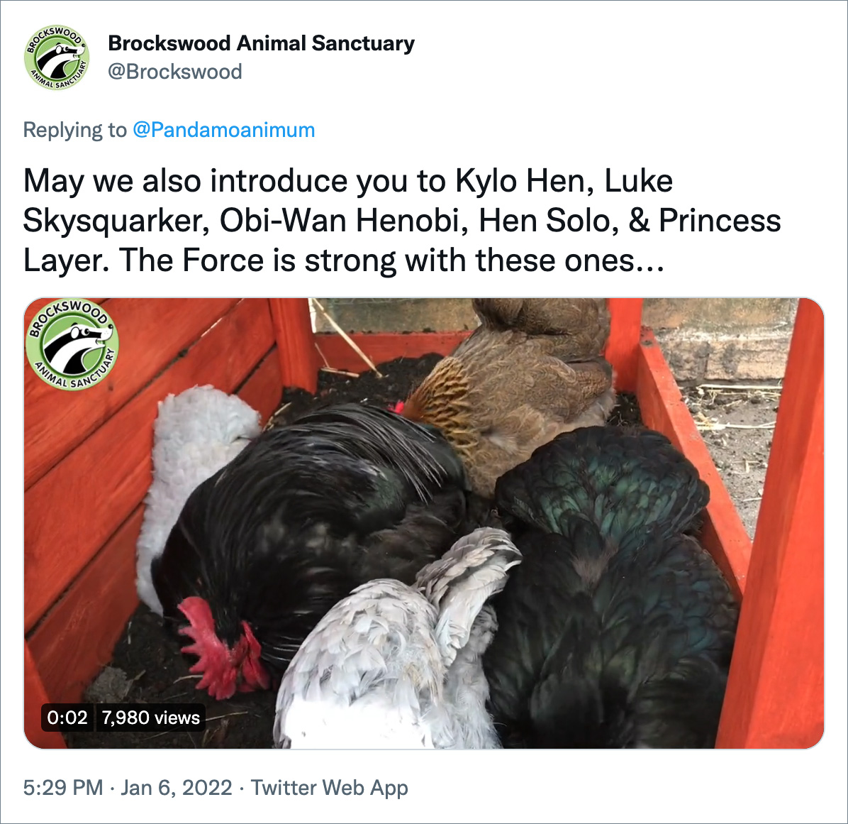 May we also introduce you to Kylo Hen, Luke Skysquarker, Obi-Wan Henobi, Hen Solo, & Princess Layer. The Force is strong with these ones...