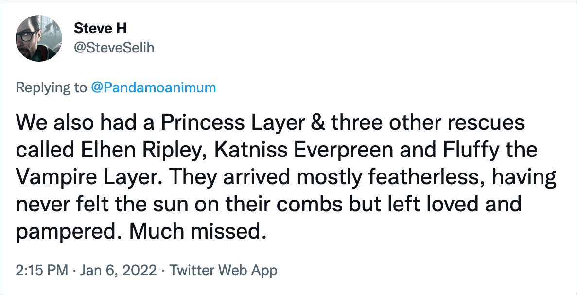 We also had a Princess Layer & three other rescues called Elhen Ripley, Katniss Everpreen and Fluffy the Vampire Layer. They arrived mostly featherless, having never felt the sun on their combs but left loved and pampered. Much missed.