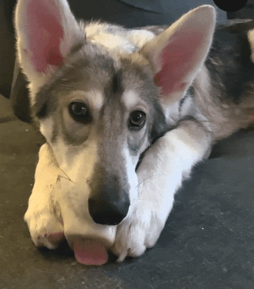 Dog licking bone.