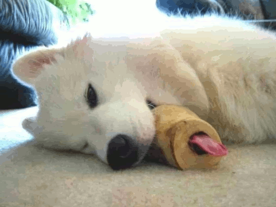 Dog enjoying a treat.