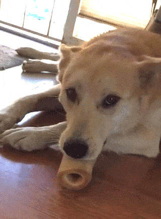 Funny bone licking dog.