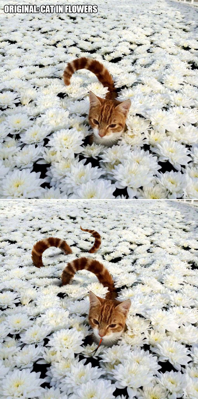 Cat in flowers.