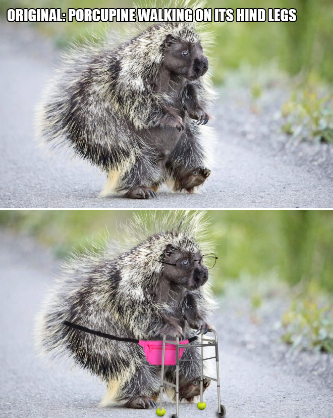 Porcupine walking on its hind legs.