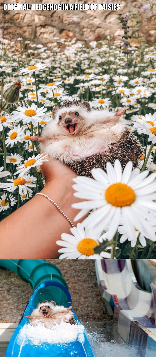 Hedgehog in a field of daisies.