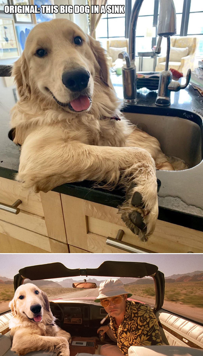 This big dog in a sink.
