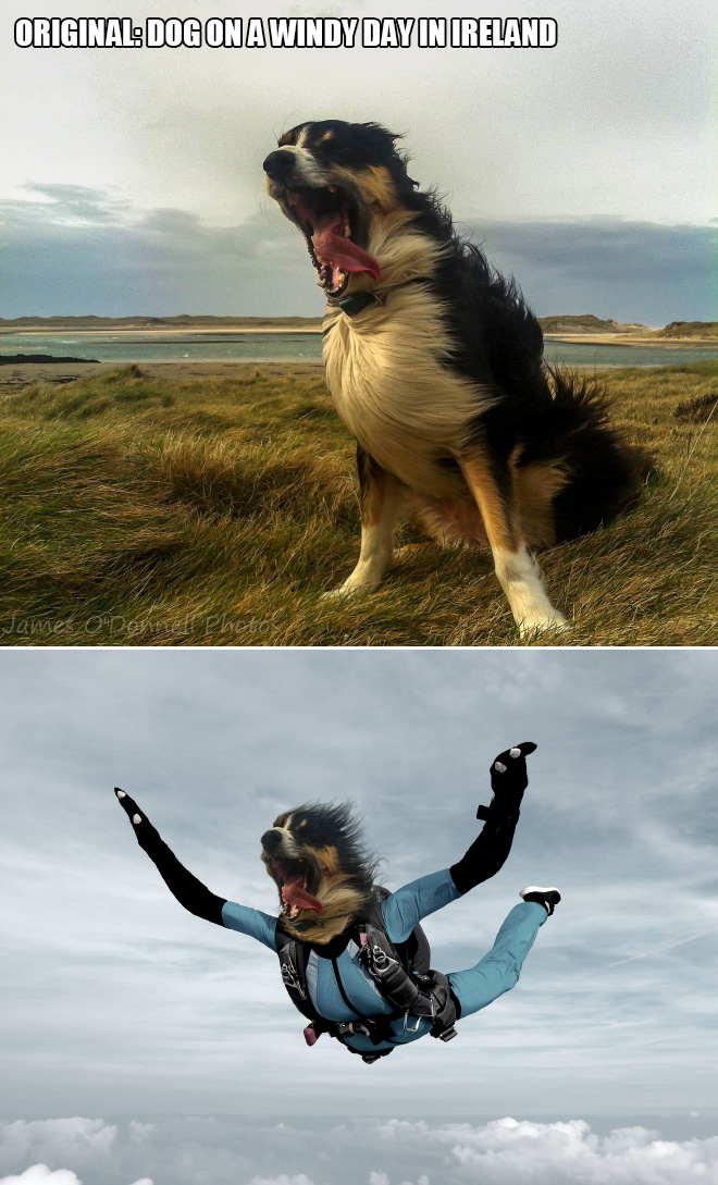 Dog on a Windy Day in Ireland.