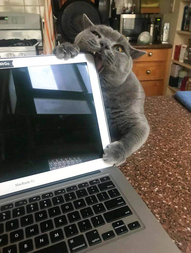 Cats Helping Humans Work From Home