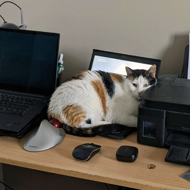 Cat helping to work from home.