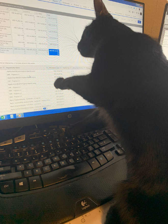 Cat helping to work from home.