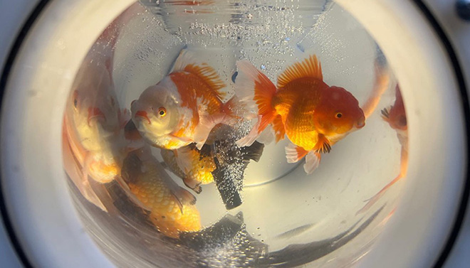 Goldfish in a fish tank.