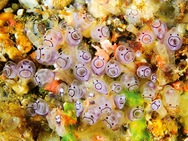 Sea Squirts: Unexpectedly Cute Undersea Creatures