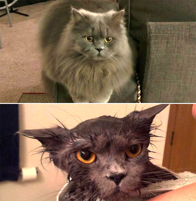 Cat before and after bath.