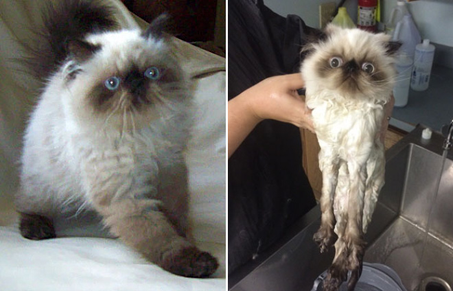 Cat before and after bath.