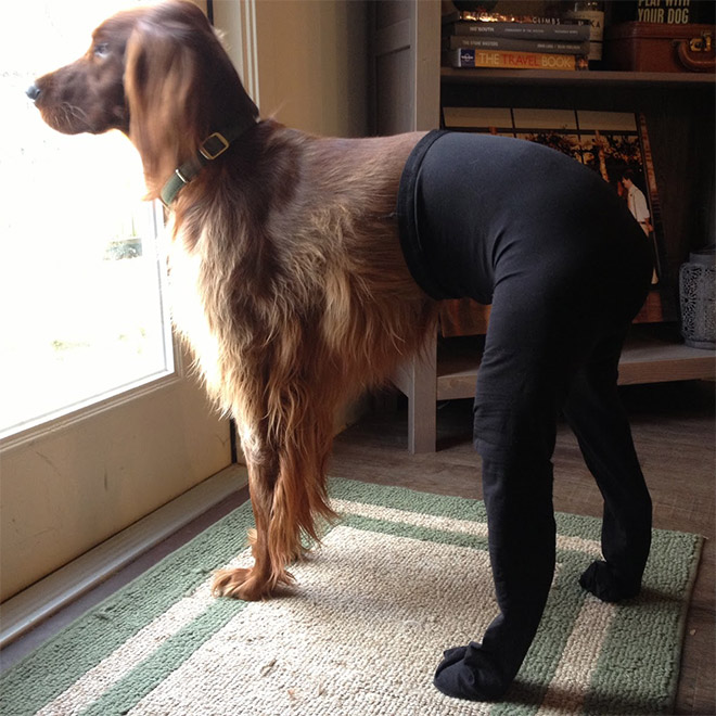 Dog wearing tights.